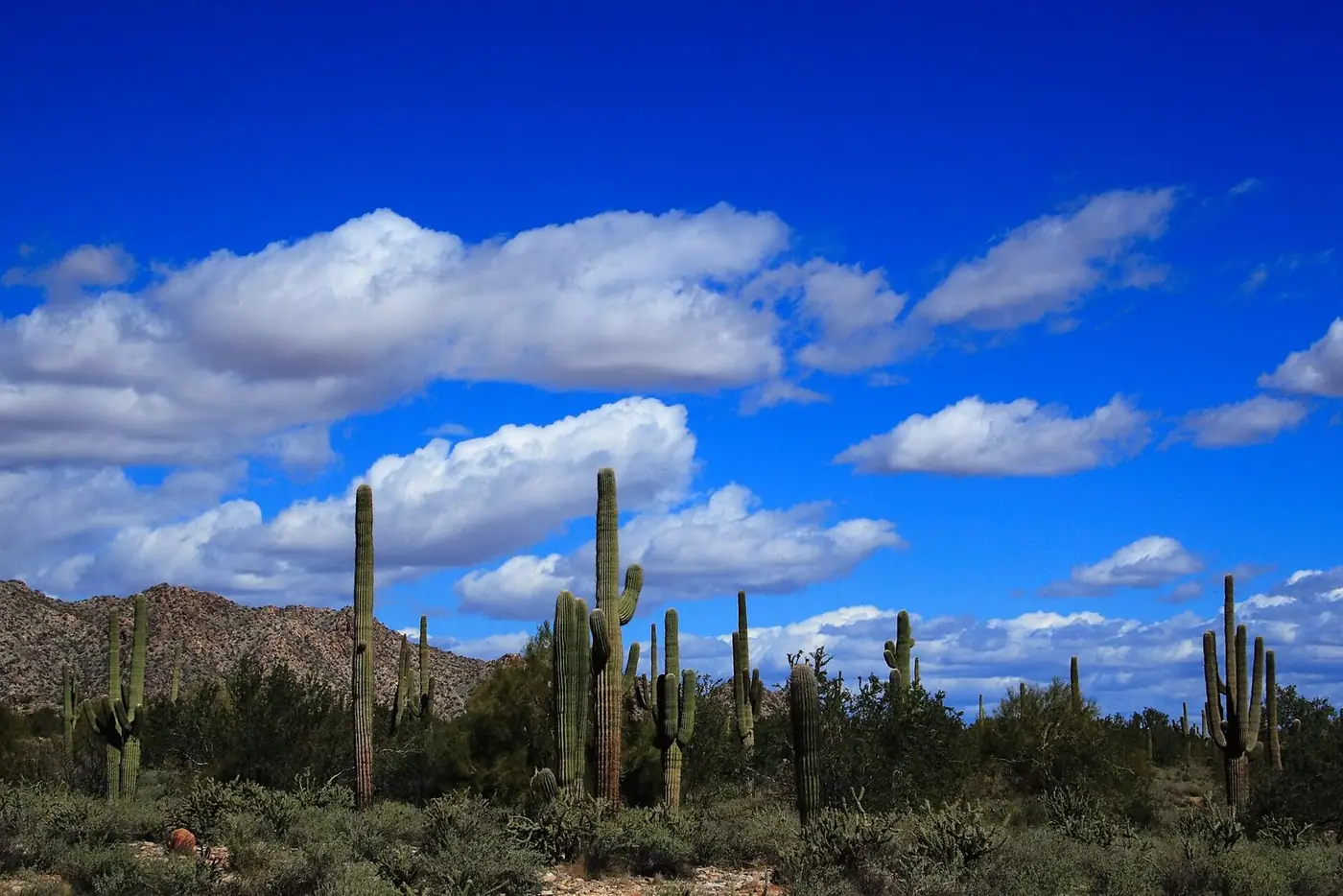 Saguaros and desert scrub in front of rocky mountains under white clouds